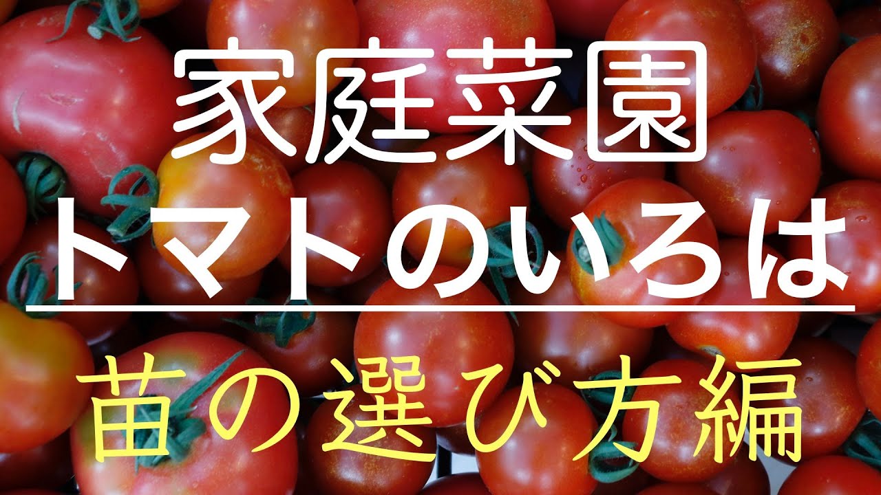 トマトの育て方【家庭菜園vol.1】