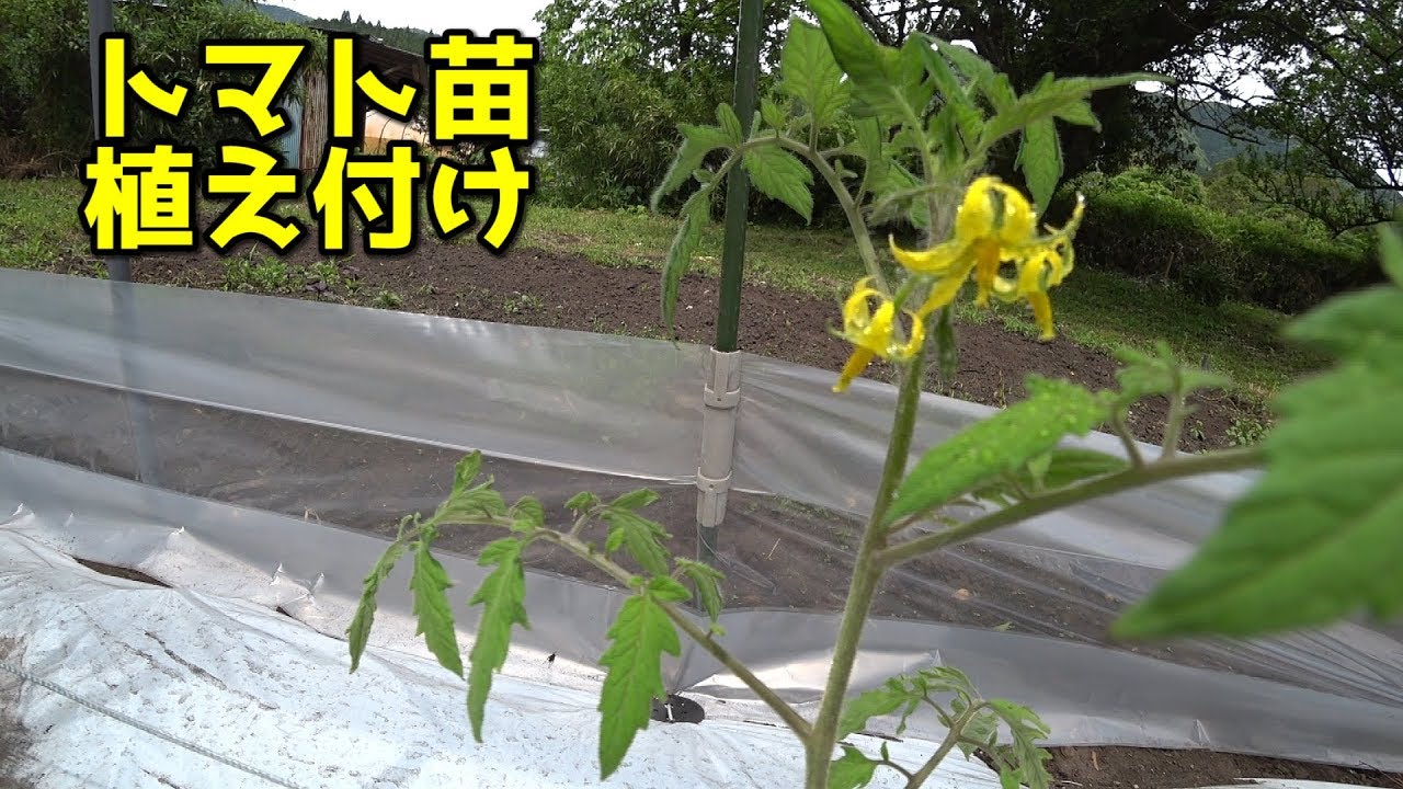 トマトの苗の植え付け(定植)〔家庭菜園,品種ホーム桃太郎,作業時期5月上旬〕