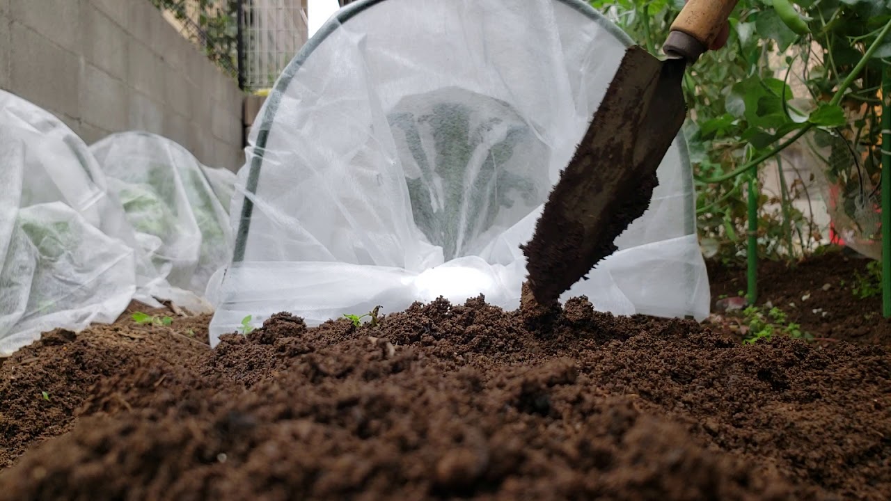 バジル植え付け/家庭菜園ママファーム