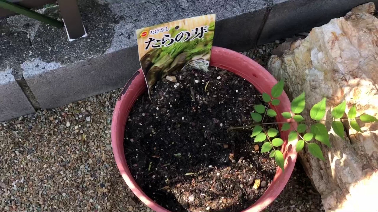 家庭菜園発芽状況