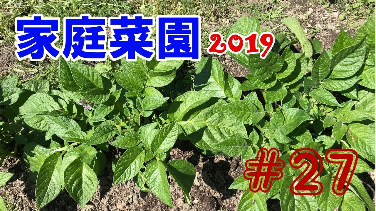 【Potatoes】家庭菜園2019【#27】