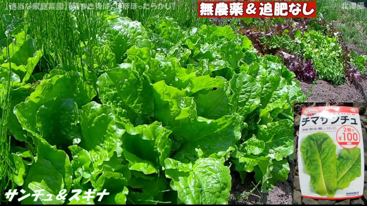 【適当な家庭菜園】2019  5/11 サンチュ＆スギナ ⑦