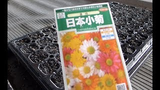 【家庭菜園】種から小菊