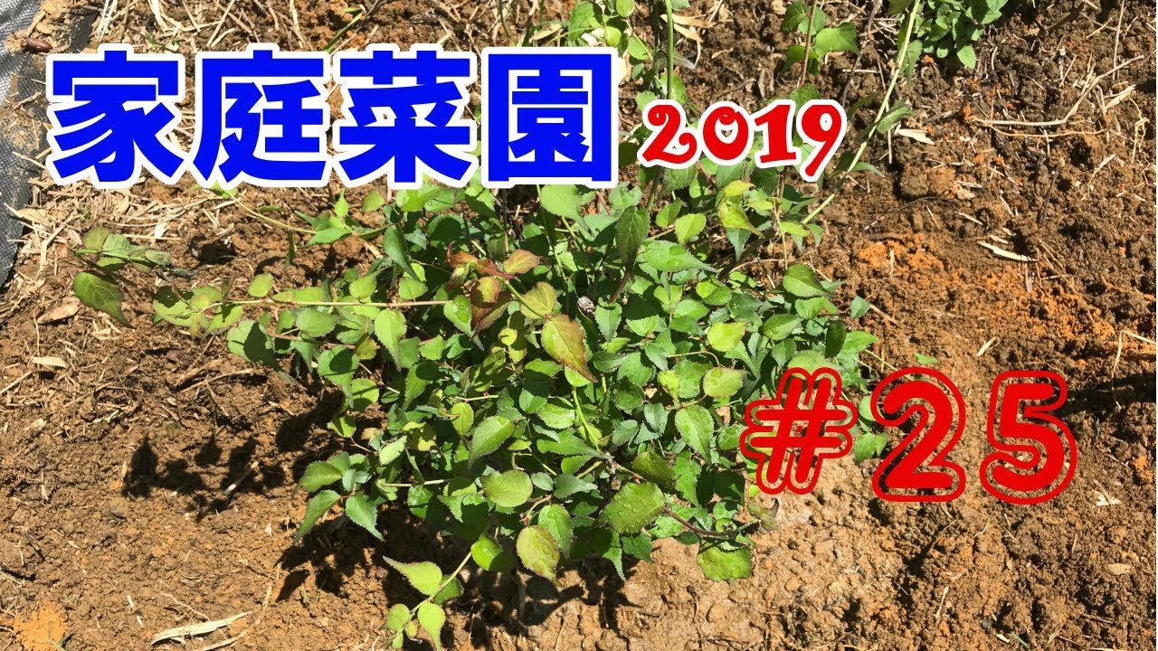 【Garden】家庭菜園2019【#25】