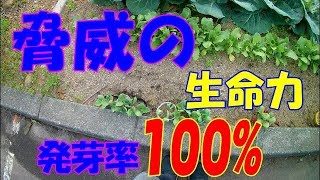 かぼちゃ パプリカの定植　【家庭菜園】無農薬　自給自足