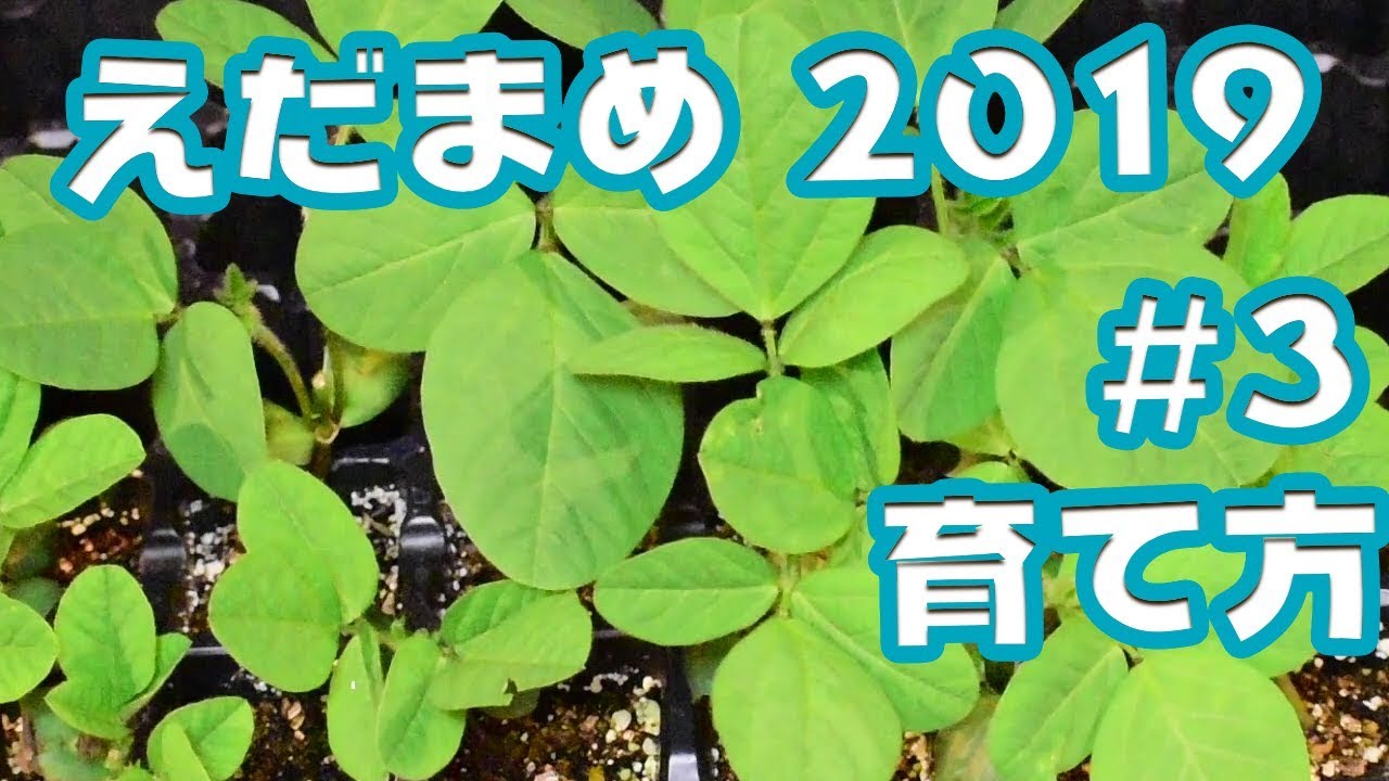 【家庭菜園】えだまめ2019　＃3