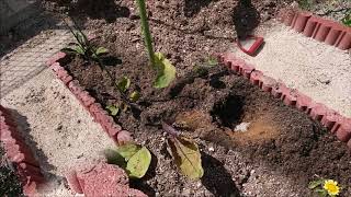 いもじの家庭菜園伝説 第190512章 ﾅｽを救え