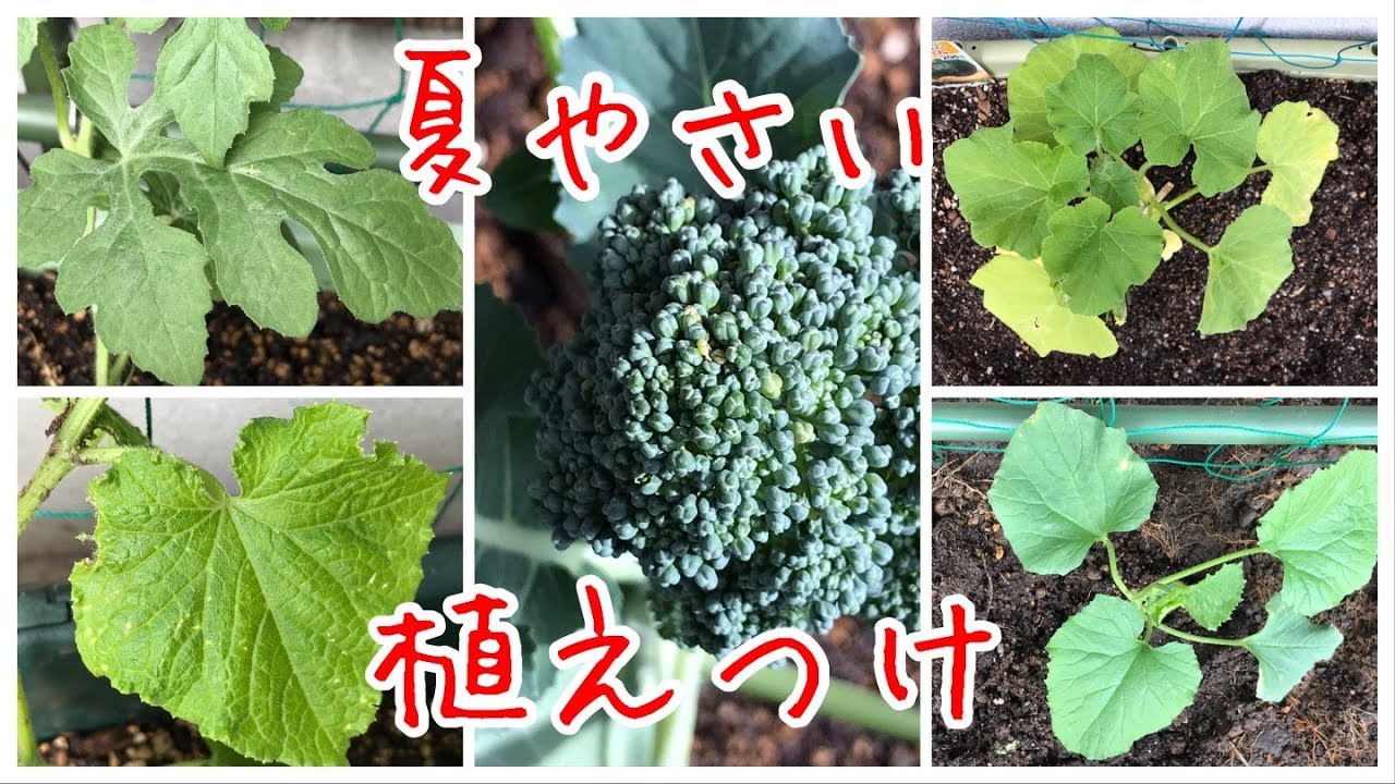 夏野菜の植えつけ 【家庭菜園だより】summer vegetable