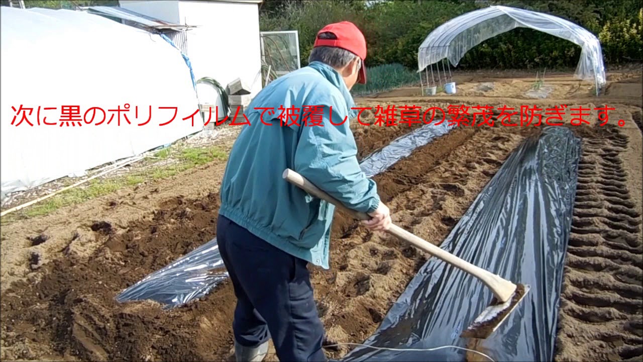 家庭菜園　サツマイモ栽培