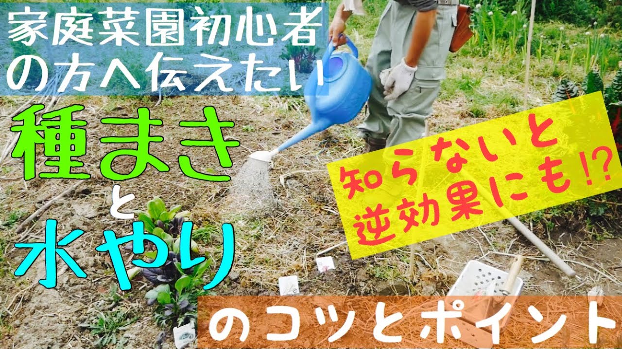 【家庭菜園実践編】Ｍy畑を作ろう!②初心者の為の種まきと水やりのコツ:2019年4月19日農業ユーチューバー