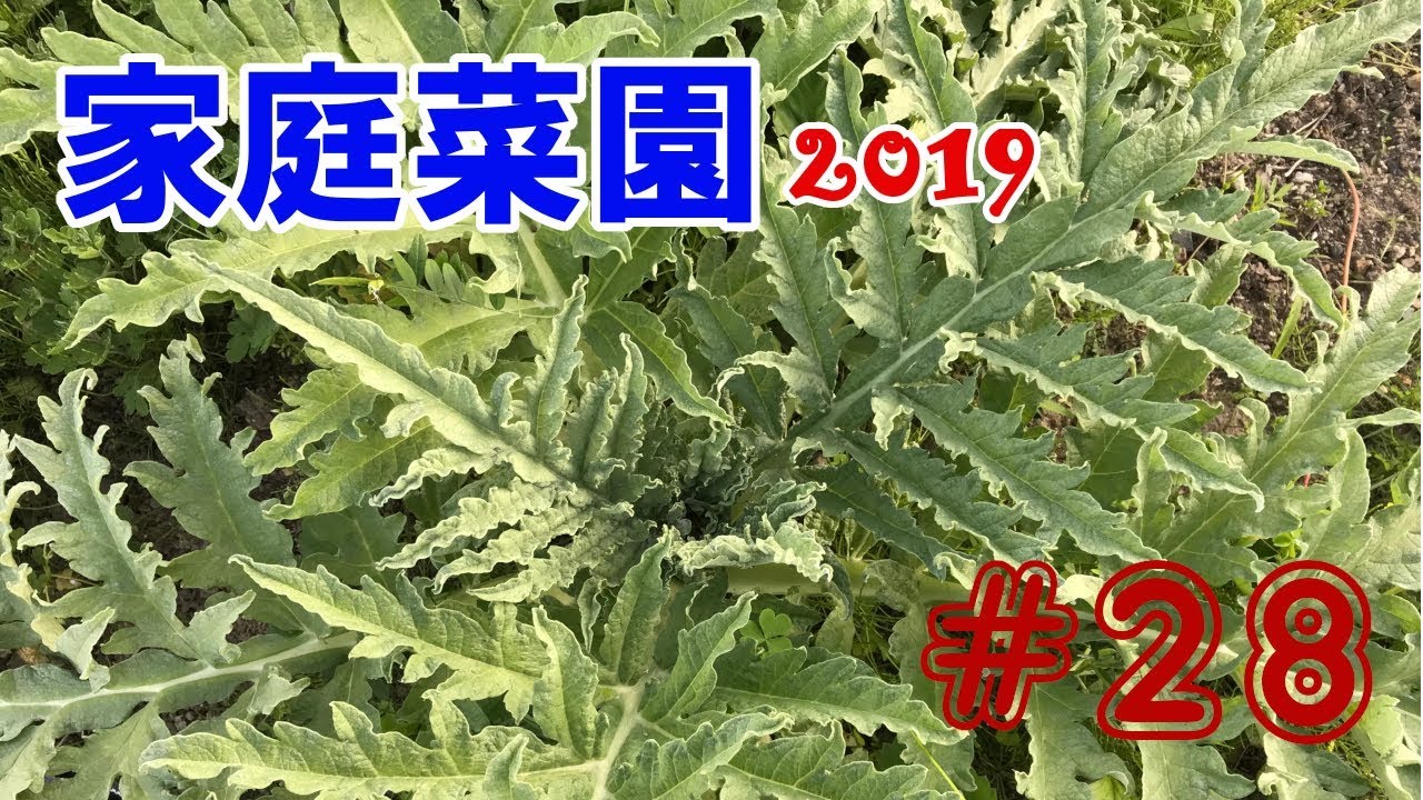 【artichoke】家庭菜園2019【#28】