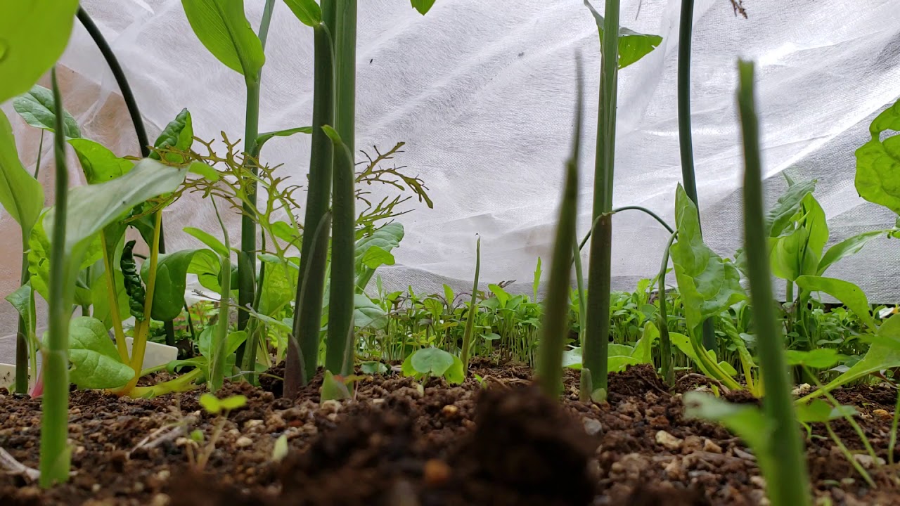 葉野菜収穫/家庭菜園ママファーム