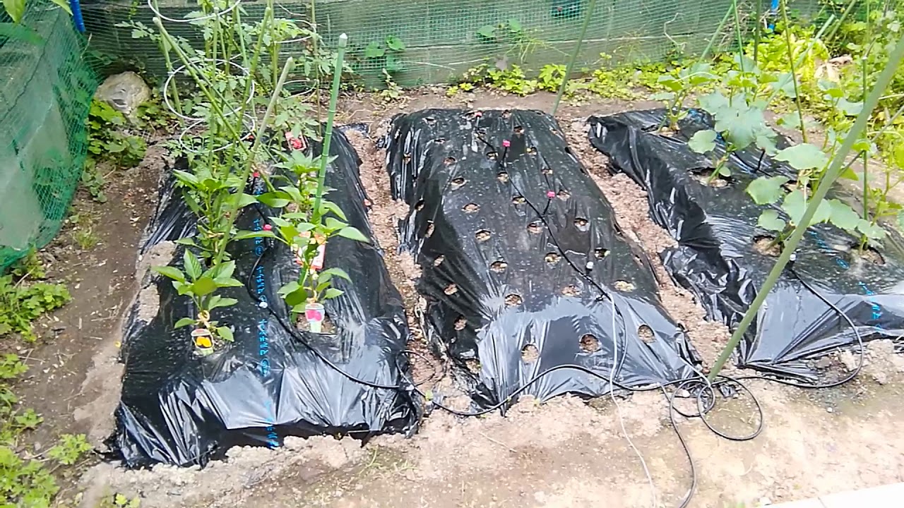 EasyIoTを使って家庭菜園の水やりシステムを作りました。
