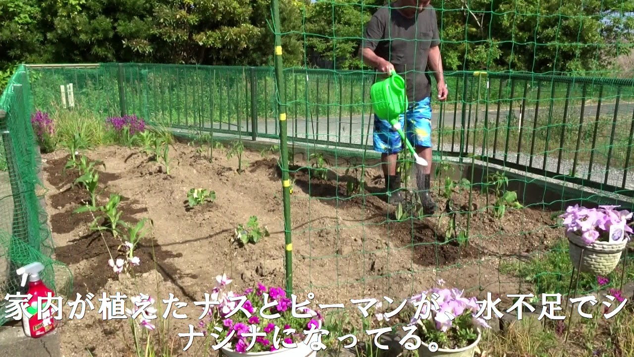 3年目の家庭菜園⑧新たなる旅たち（笑）