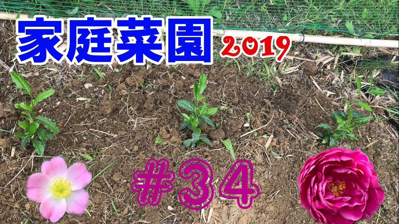 【Tea tree/Ginger】家庭菜園2019【#34】