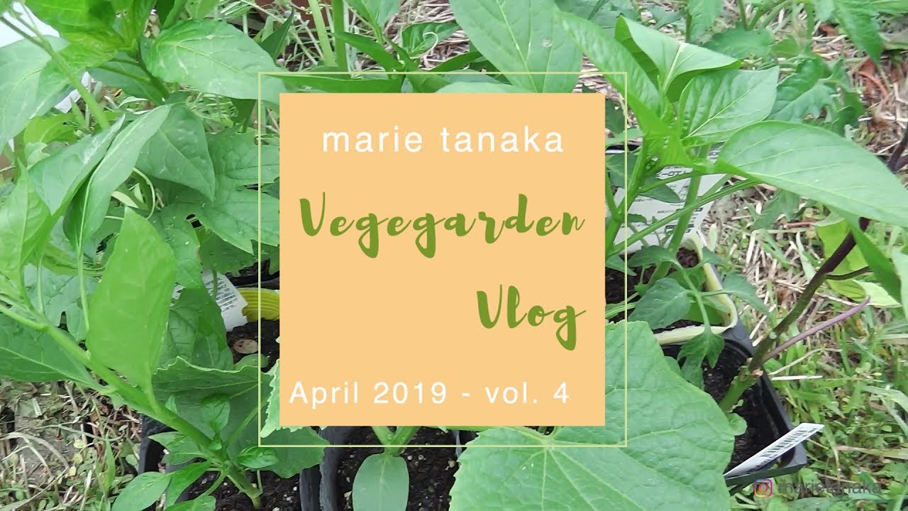 家庭菜園Vlog 2019年4月vol.4