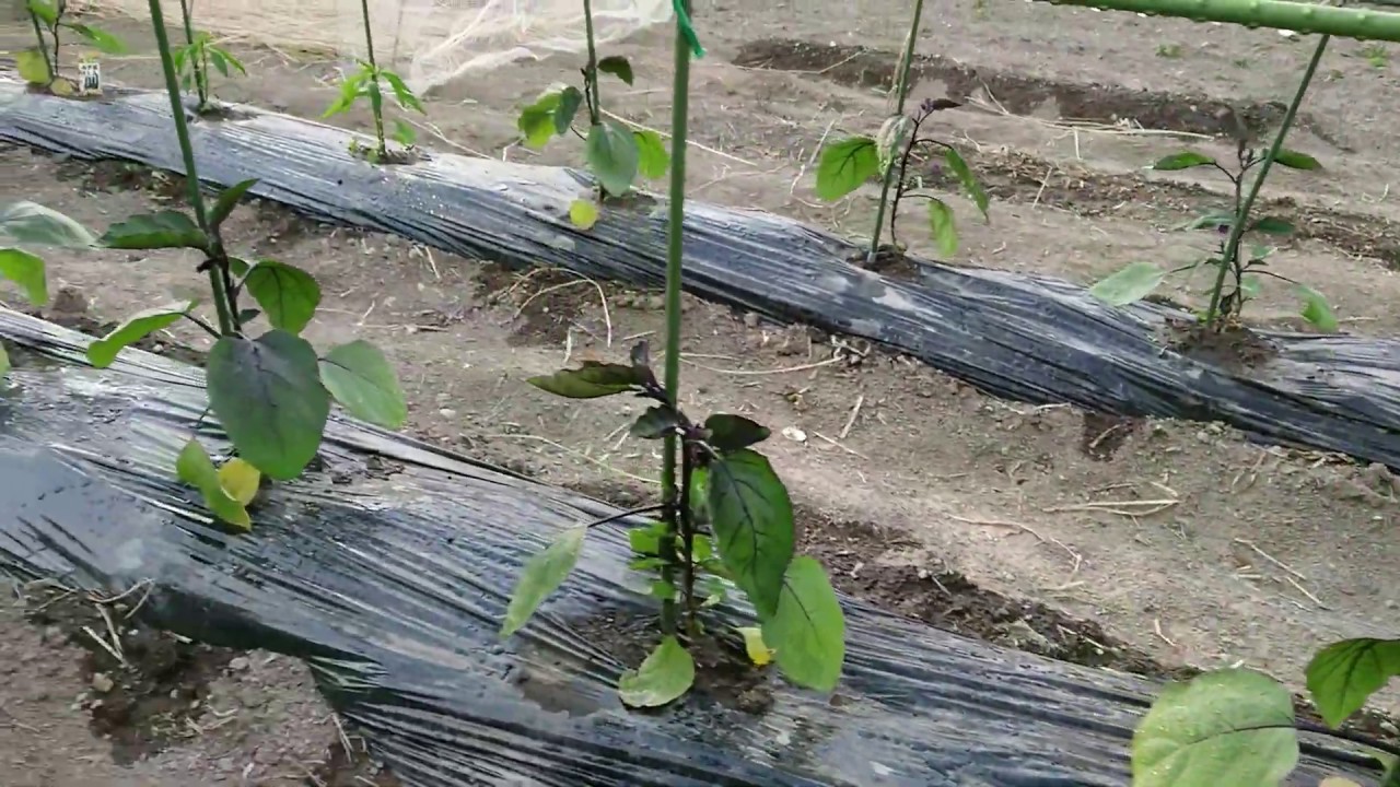 はじめての家庭菜園・野菜の成長振りをお伝えします。