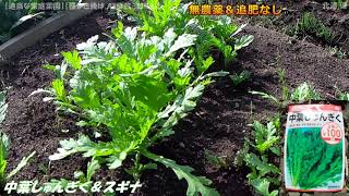 【適当な家庭菜園】2019  5/4  中葉しゅんぎく＆スギナ ⑥