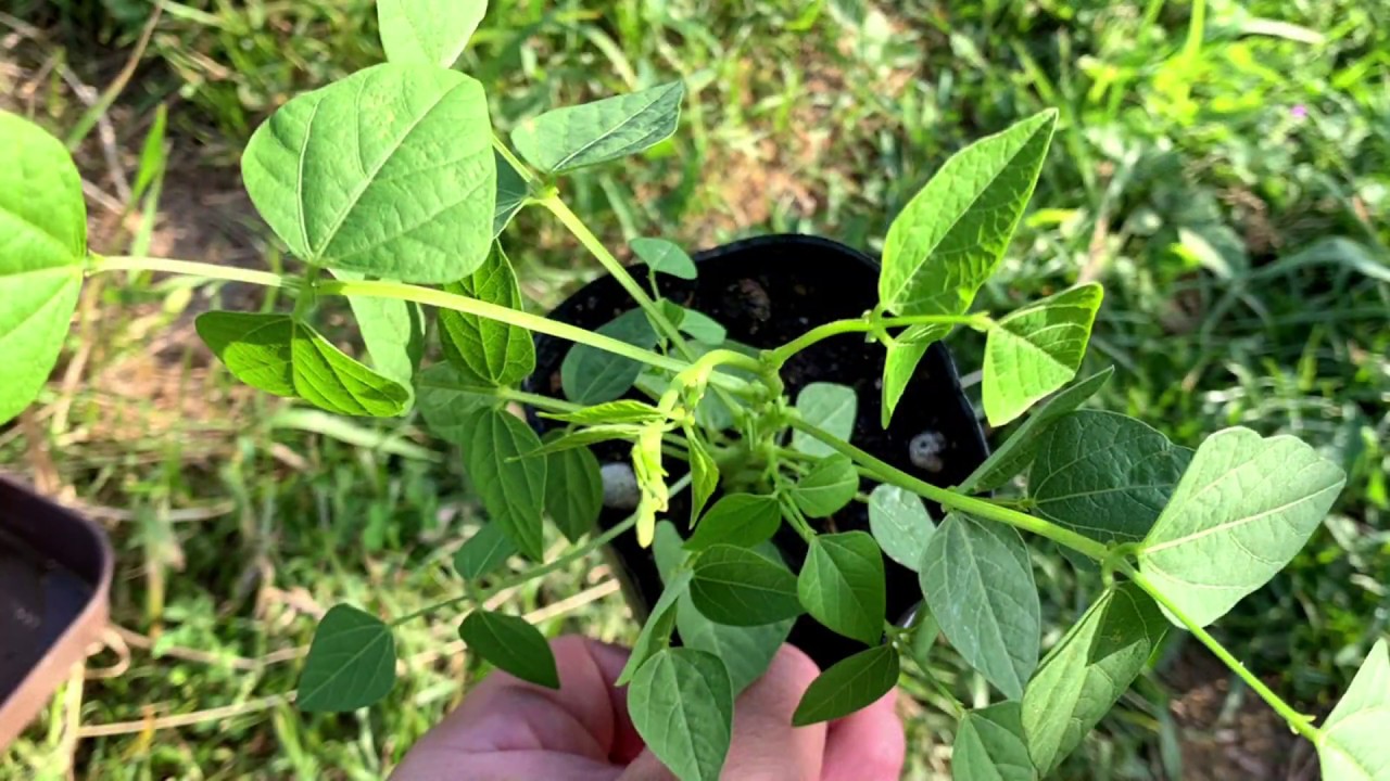 動画で家庭菜園『シカクマメ栽培①（畝作り、植え付け編）見た目もユニークな夏の便利野菜！』2019.5.29