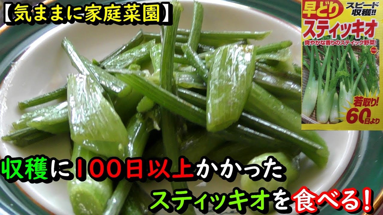 【気ままに家庭菜園】スティッキオ収穫！+（食す）