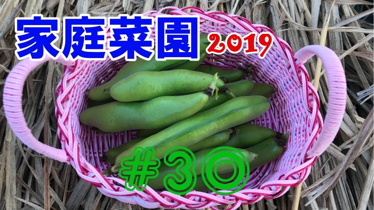 【Fava beans harvest】家庭菜園2019【#30】