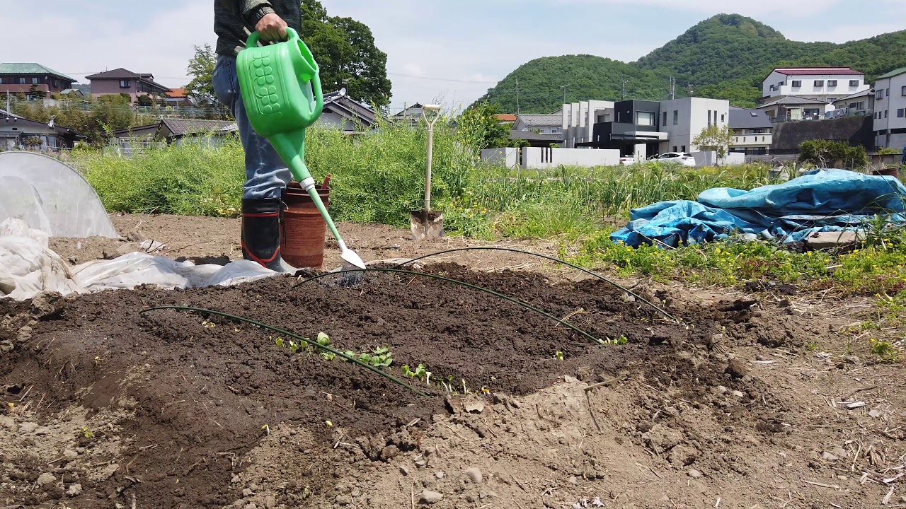 【家庭菜園】４K　自己播种的西瓜发芽了，。。。