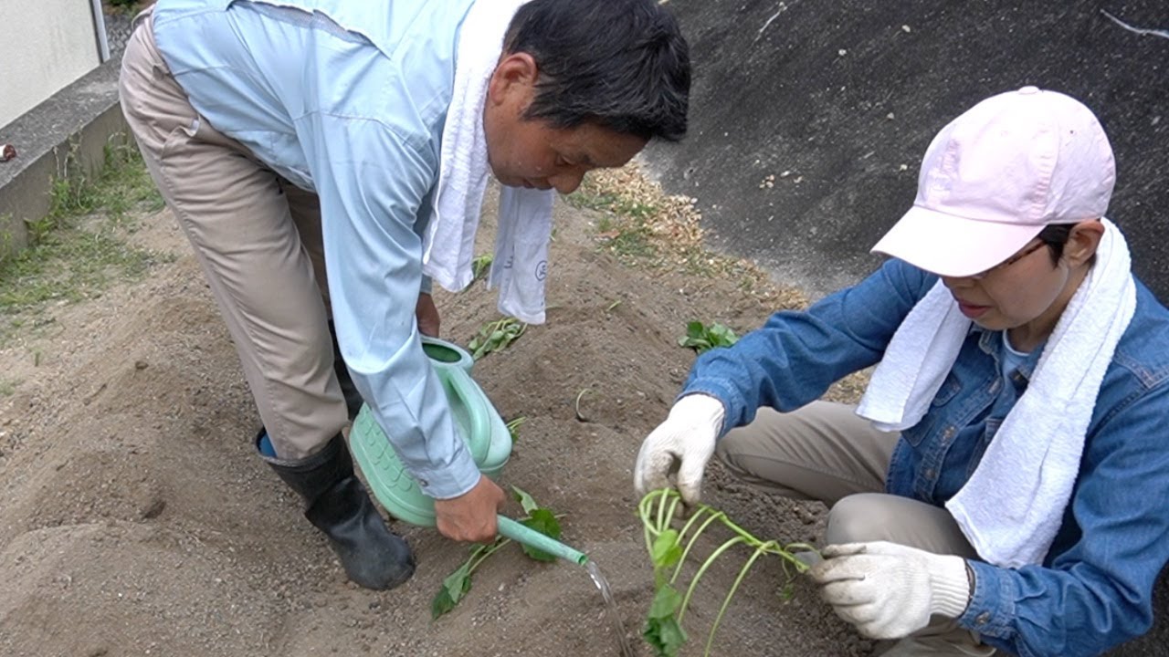 家庭菜園にサツマイモの植え付けをしました　この植え方でうまく育つかな？