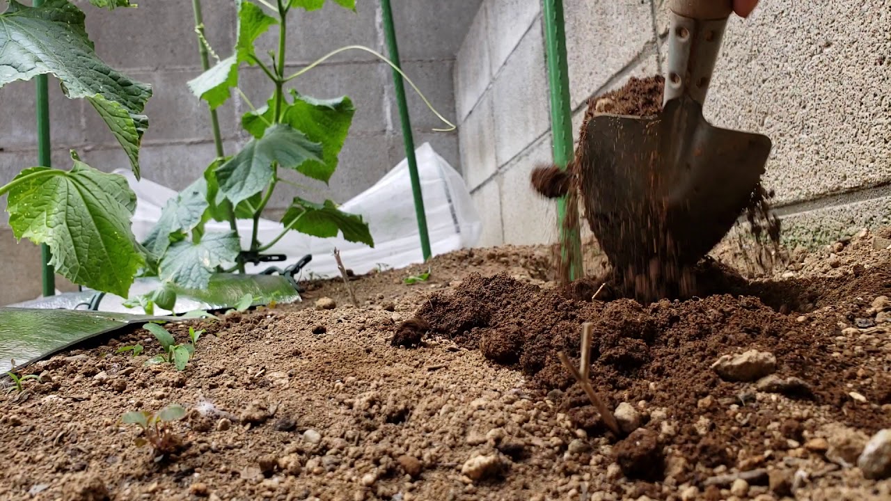 さつまいも植え付け/家庭菜園ママファーム