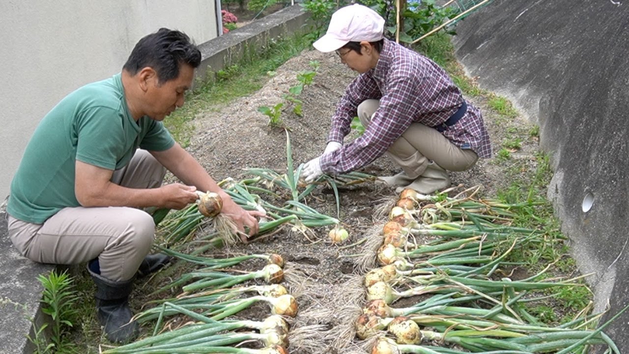 家庭菜園のタマネギを初収穫