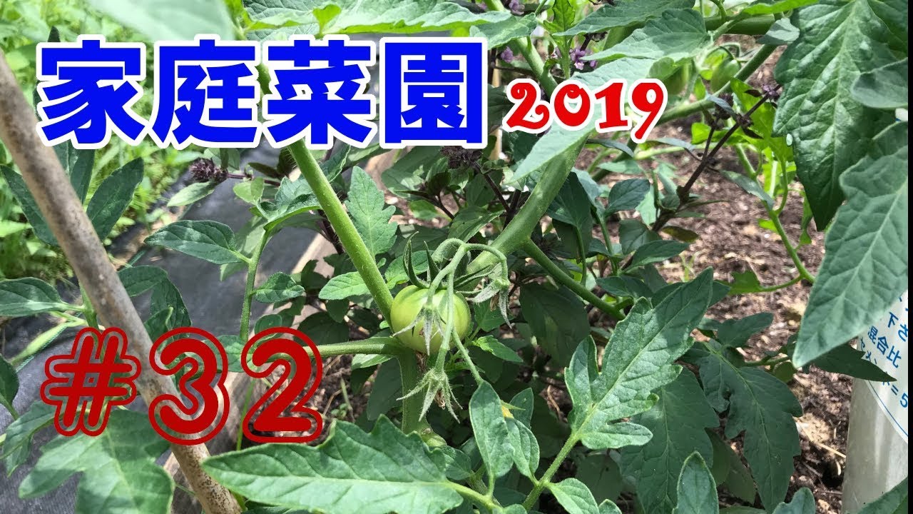 【TOMATO】家庭菜園2019【#32】