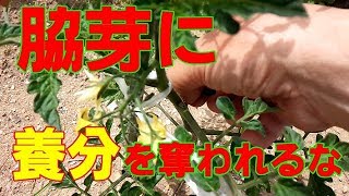 【ミニトマト栽培】 脇芽カキ作業　家庭菜園　無農薬　自給自足