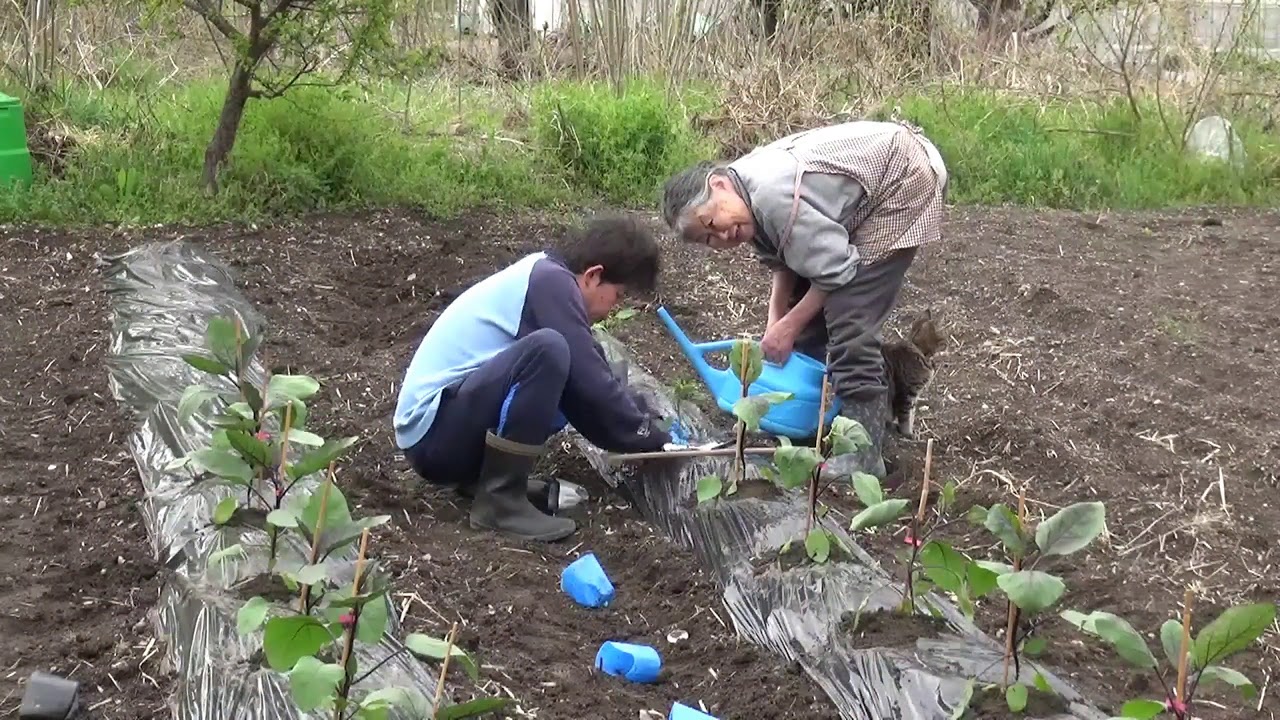 はじめての家庭菜園・野菜の苗を植えます