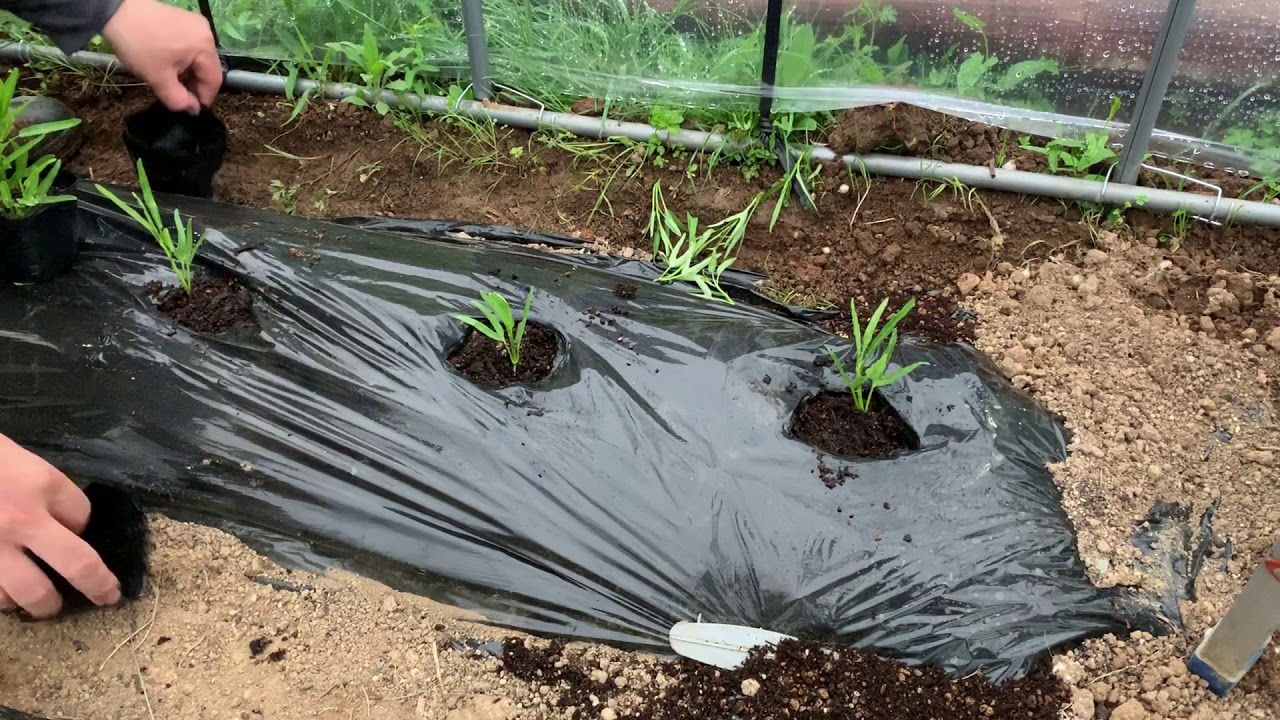 動画で家庭菜園『ビニールハウスに空芯菜を植える…真夏に便利な葉物野菜(*’▽’)』2019.4.30