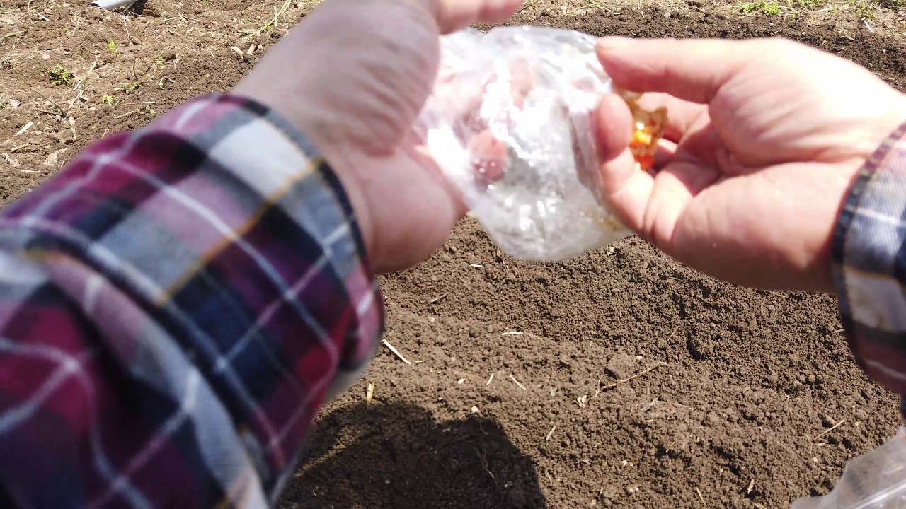 【家庭菜園】4K     茄子和紫薯移栽，西瓜，玉米，辣椒播种