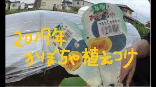 家庭菜園　2019年4月　坊ちゃん・ラグビーボールかぼちゃ定植