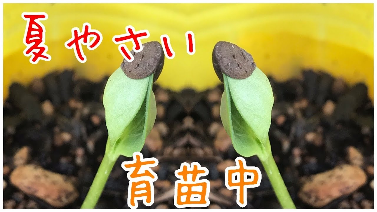 夏やさい育苗中 【家庭菜園だより】from seed