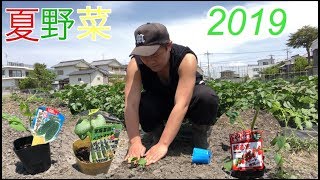 【家庭菜園】夏野菜作り 2019 今回は夏野菜の苗を植えました＼(^^)／