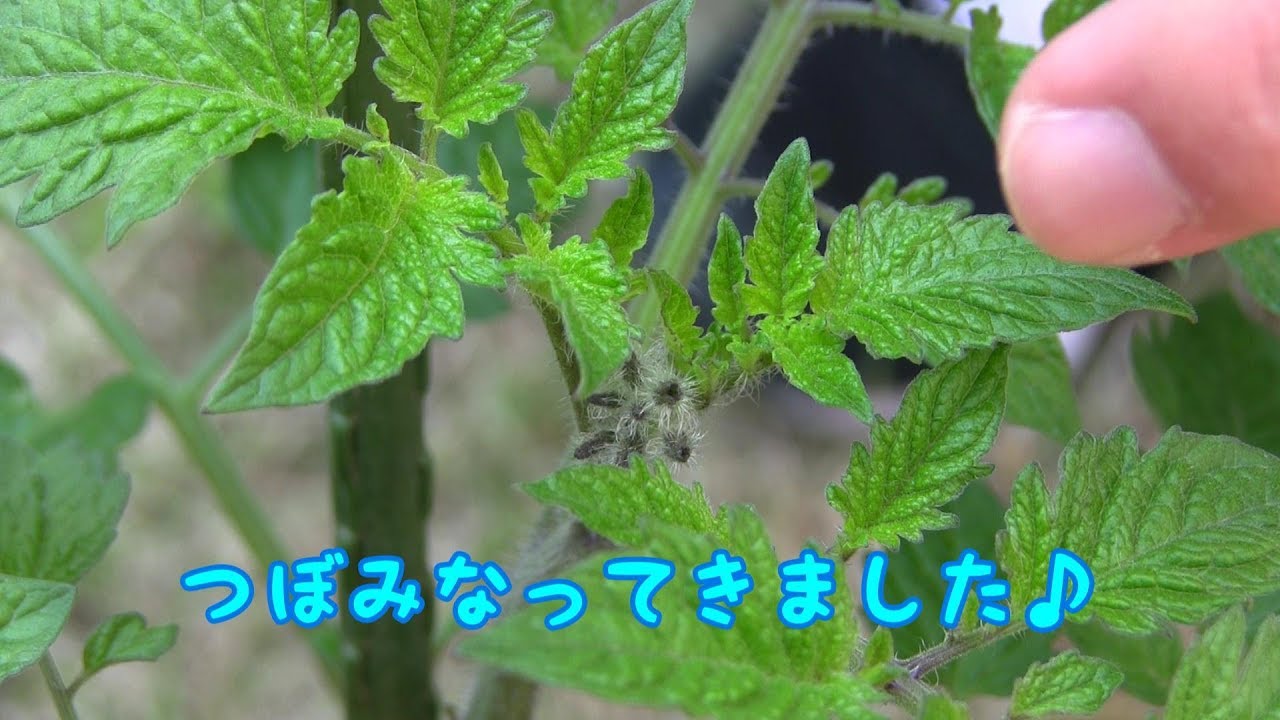 素人が家庭菜園やってみた。　あいこトマト　成長記録