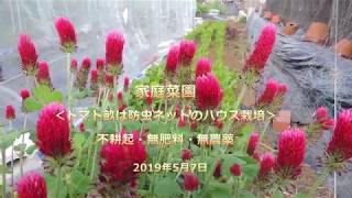 家庭菜園＜トマト畝は防虫ネットのハウス栽培～不耕起・無肥料・無農薬＞　2019年5月7日