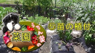 【家庭菜園2019】⑤夏野菜🍅苗の植え付け🥒畑犬🐶Home Garden🍆DogBorder Collie