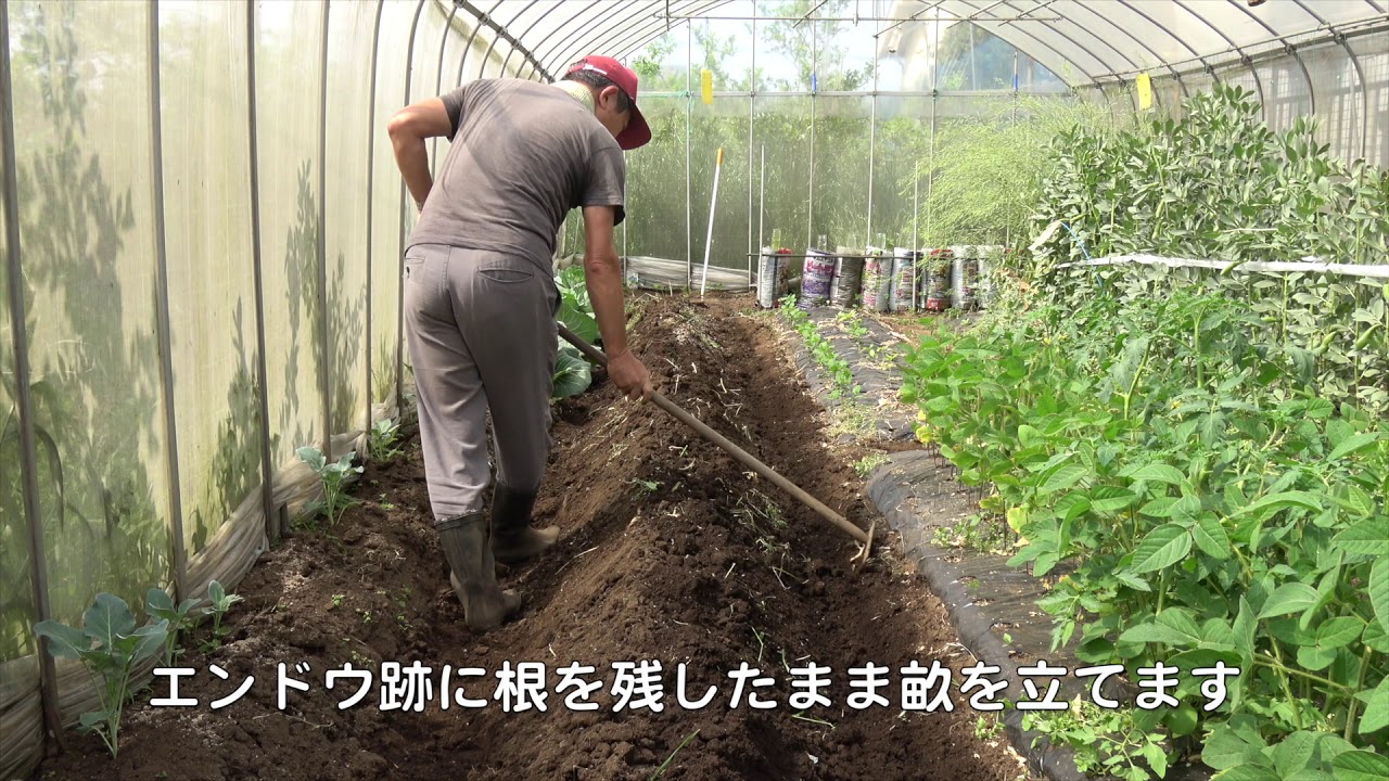 菜園だより190513収穫・植え付け