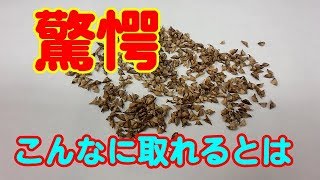 ホウレン草種の採取【家庭菜園】　無農薬　自給自足