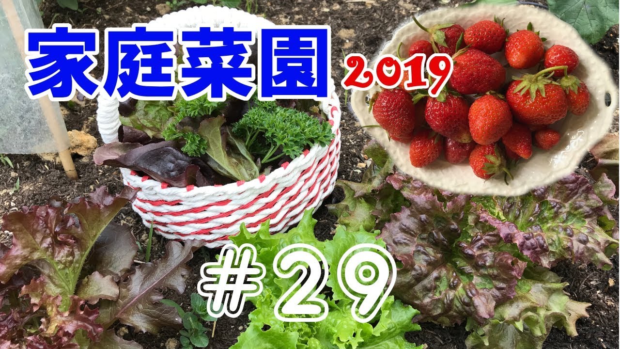 【Harvest】家庭菜園2019【#29】