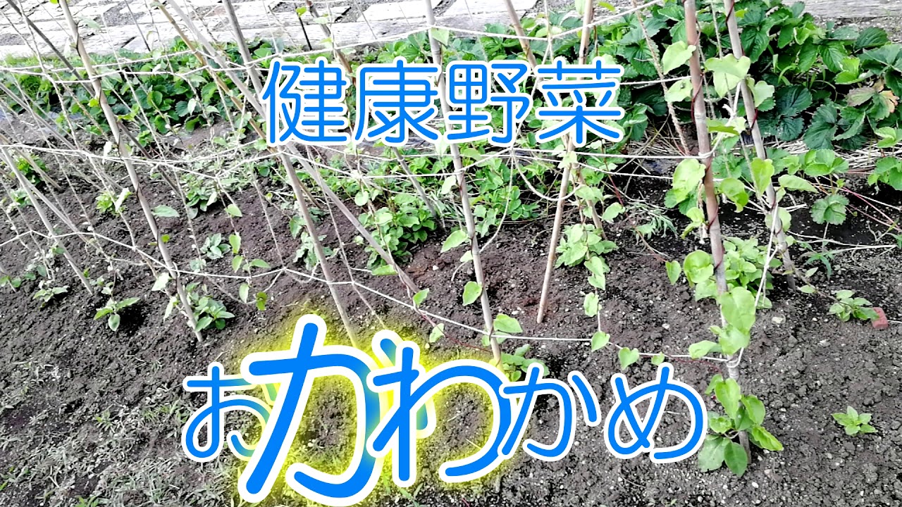 家庭菜園を北海道で楽しむ【紹介動画】