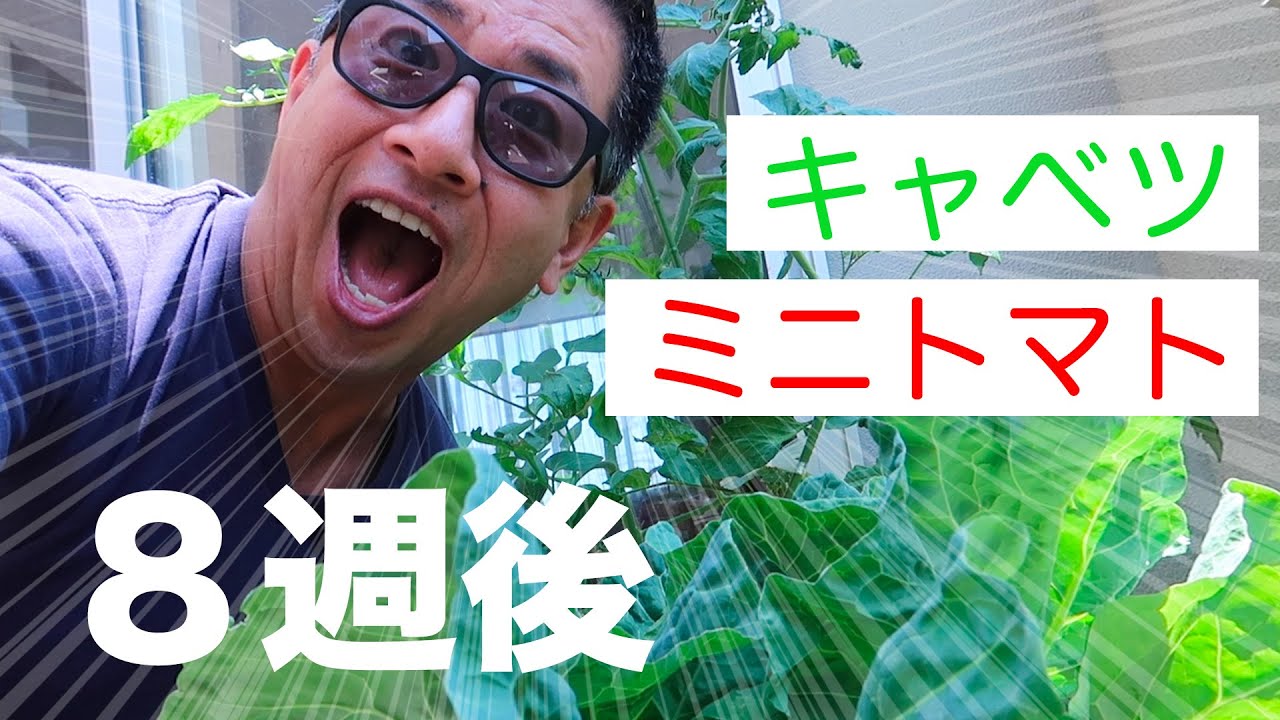 プランター家庭菜園で自給自足はできるのか？[長期検証開始] ② そしてサーフィン vlog259