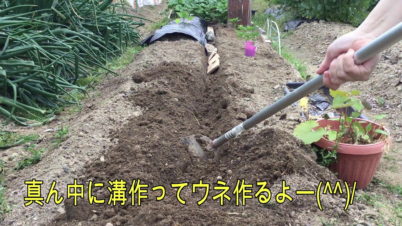 【家庭菜園】キュウリやゴーヤかカボチャの台風でも倒れない丈夫な支柱
