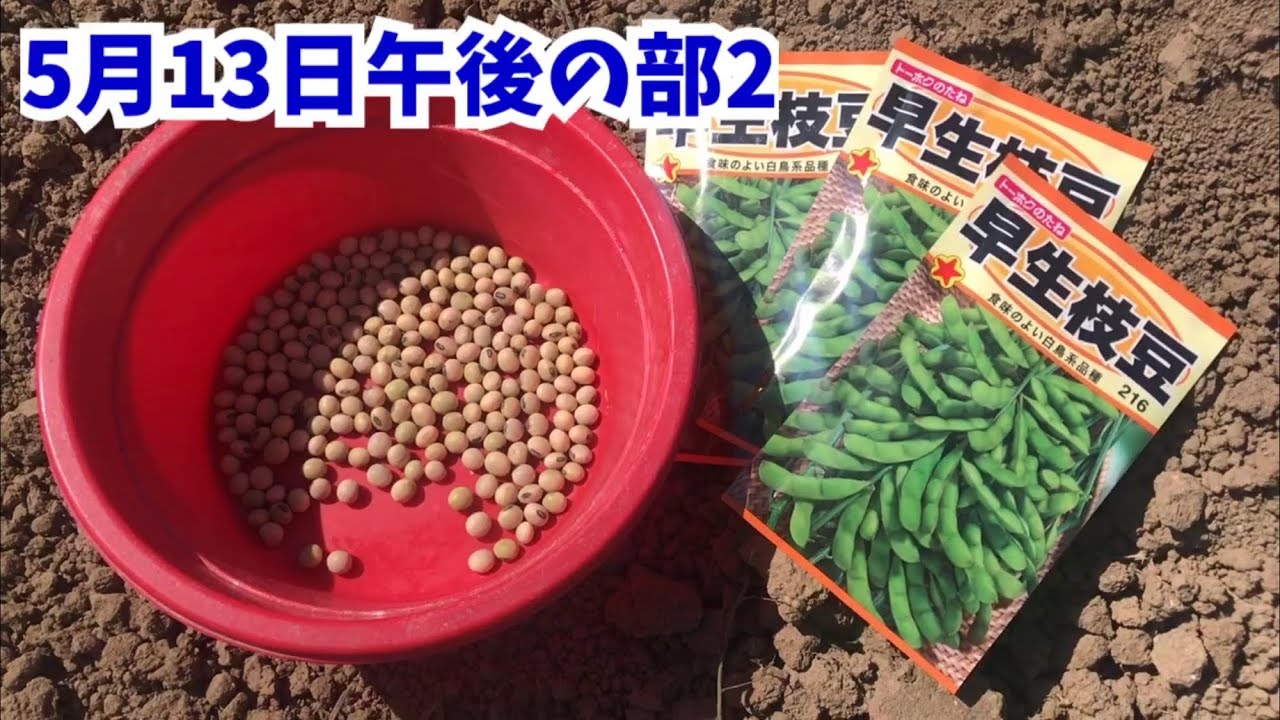 家庭菜園・農業・枝豆栽培 種播き作業5月13日