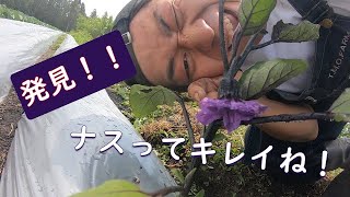 【家庭菜園】ナス植えたよ！！