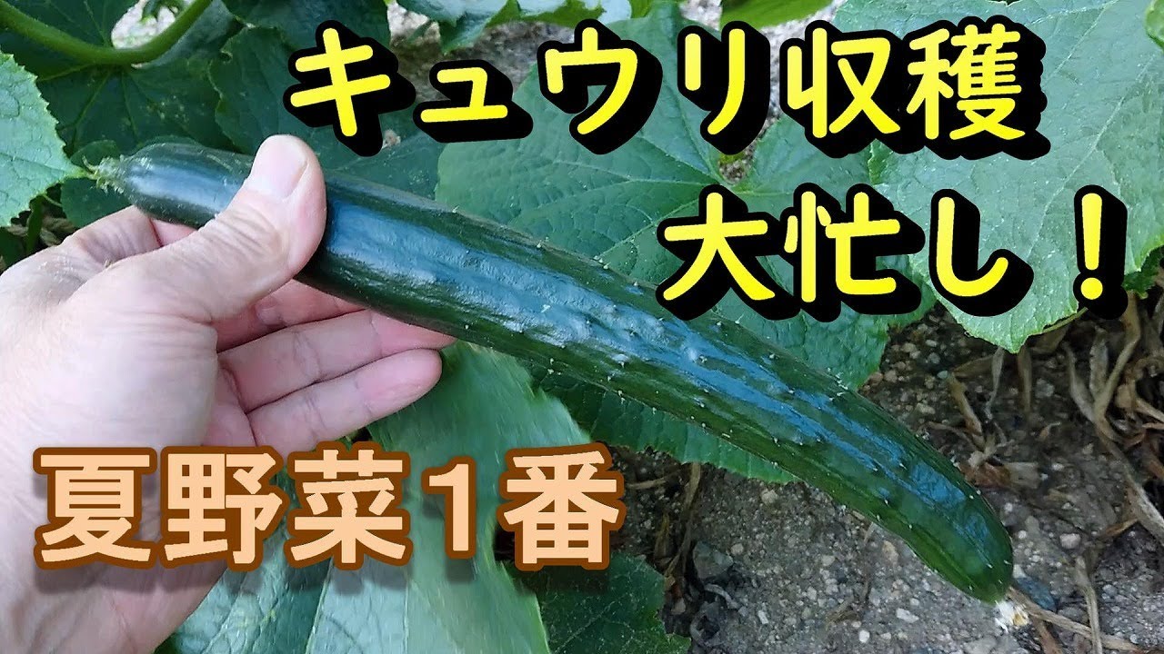 『家庭菜園』キュウリ収穫大忙し！夏野菜紹介