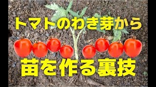 トマトの脇芽から挿し木で苗を作る方法【家庭菜園向けのコツ】